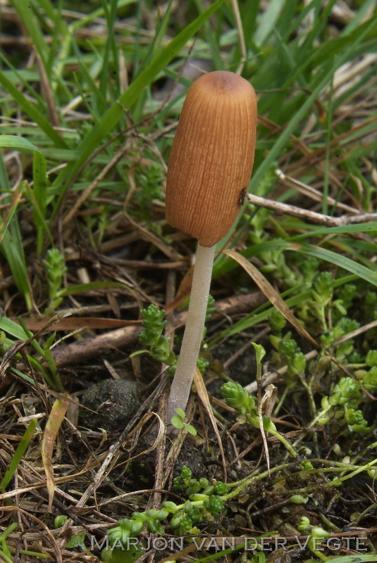 Geelbruine donsinktzwam - Coprinellus callinus